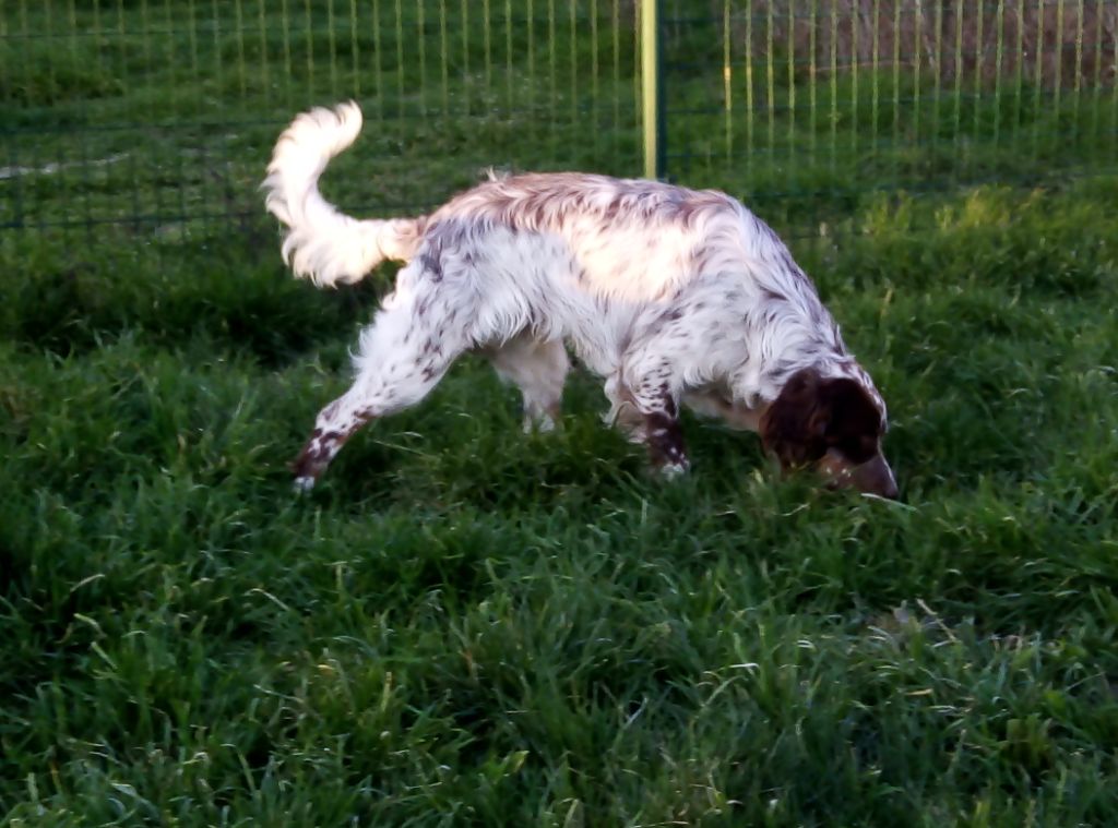 CH. Romeo Du Sous Bois De Balmette