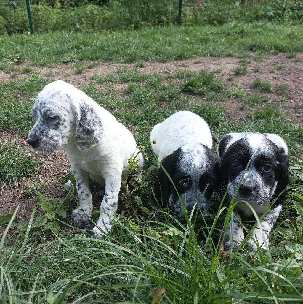 des Brutes de Cel - Chiot disponible  - Setter Anglais