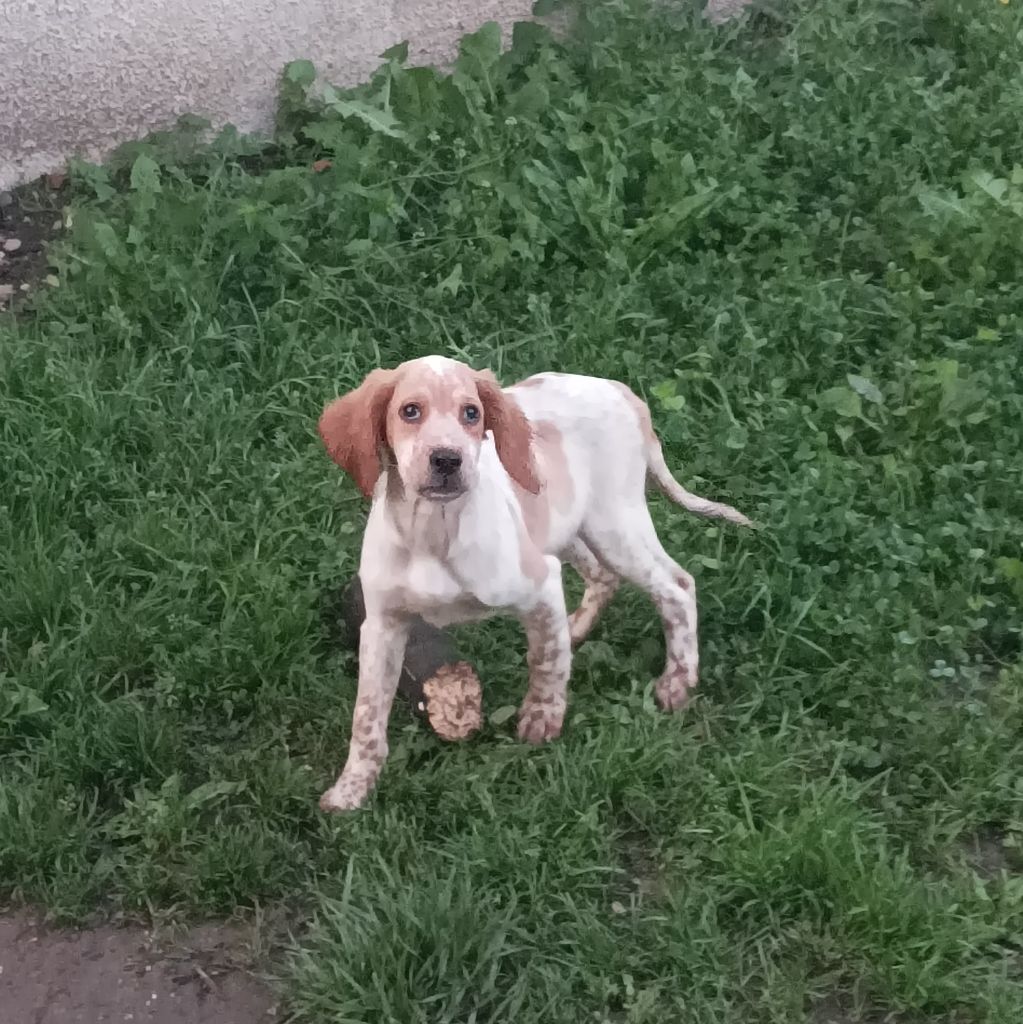 des Brutes de Cel - Chiot disponible  - Setter Anglais