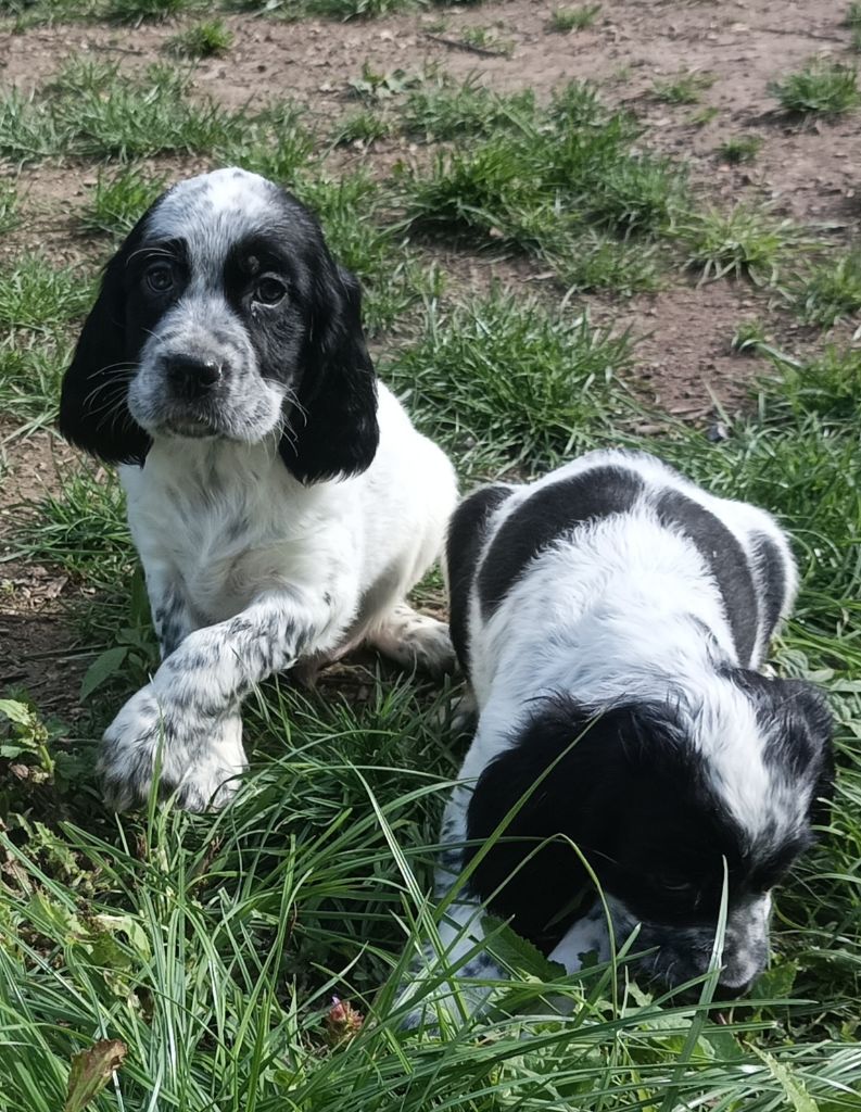 des Brutes de Cel - Chiot disponible  - Setter Anglais