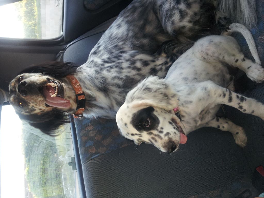 Mes chiens