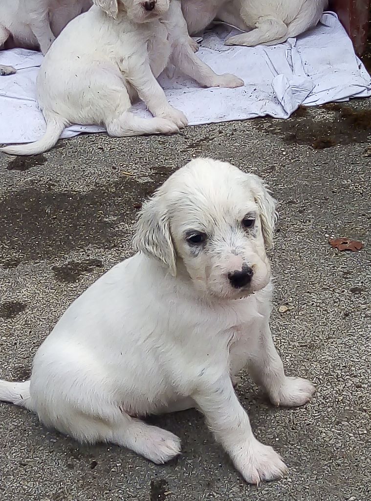 Chiots 2019