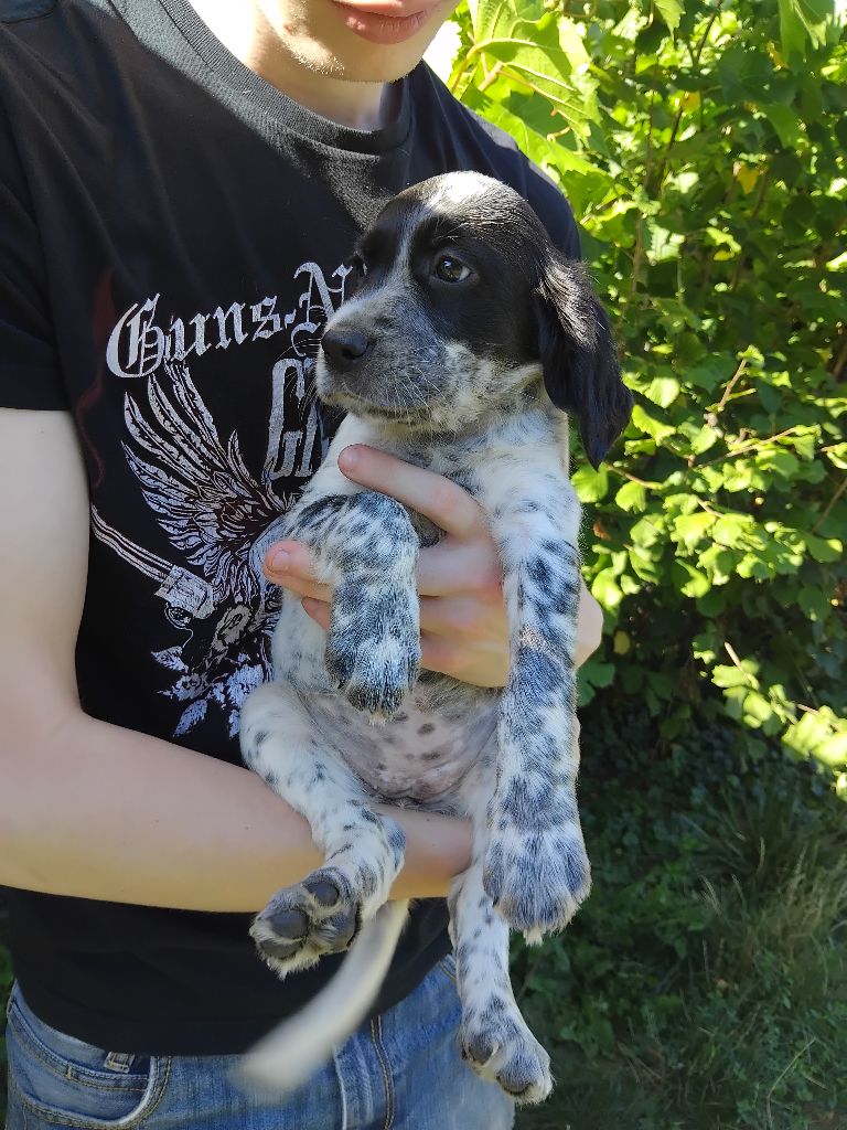 des Brutes de Cel - Chiots disponibles - Setter Anglais