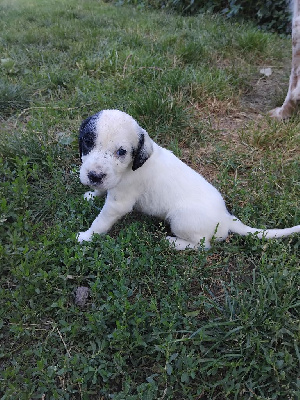 CHIOT