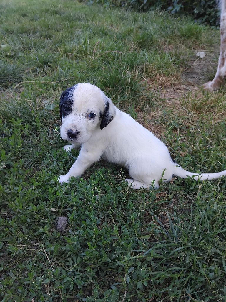 des Brutes de Cel - Chiots disponibles - Setter Anglais