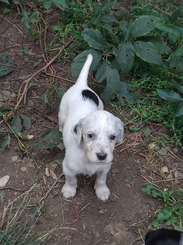 des Brutes de Cel - Chiots disponibles - Setter Anglais