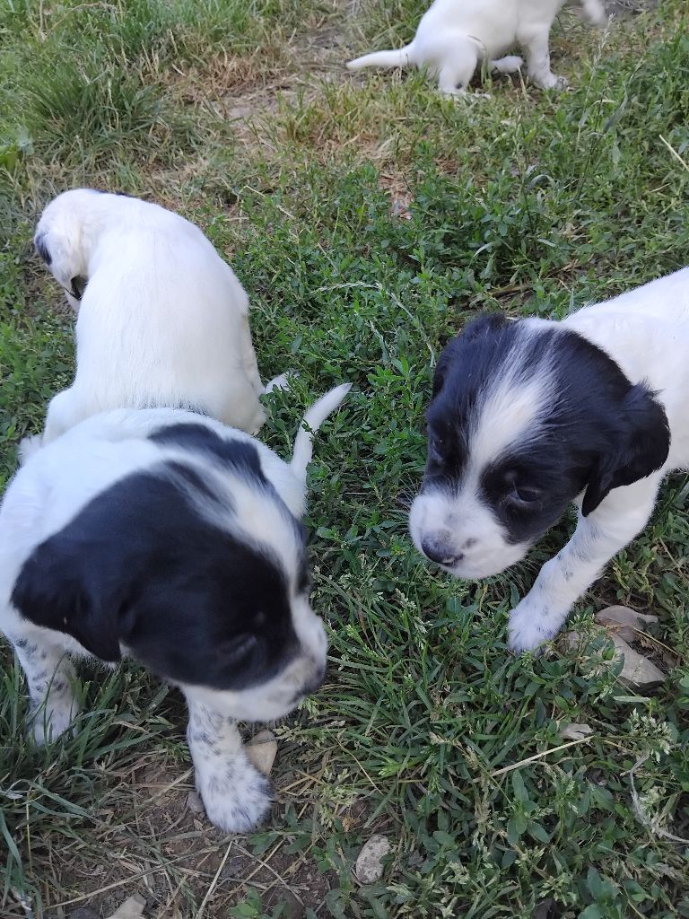 des Brutes de Cel - Chiots disponibles - Setter Anglais