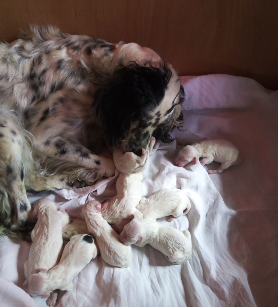 Chiot Setter Anglais des Brutes de Cel