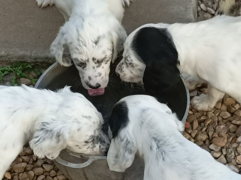Chiot Setter Anglais des Brutes de Cel
