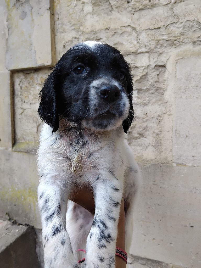 des Brutes de Cel - Chiots disponibles - Setter Anglais