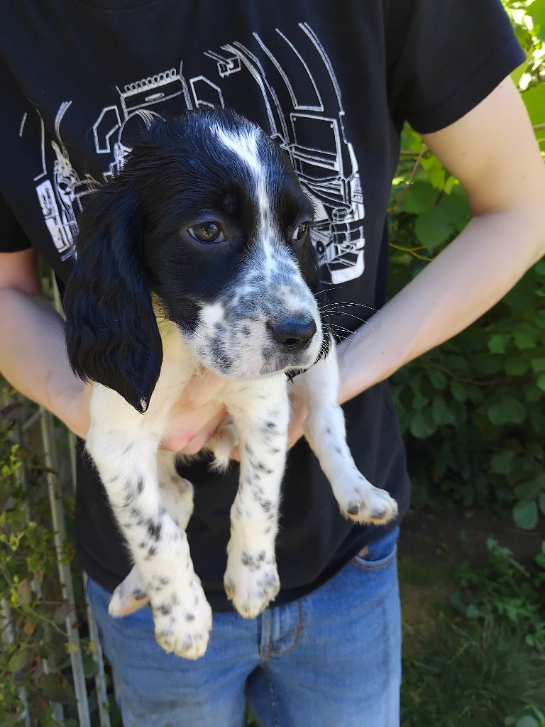 des Brutes de Cel - Chiots disponibles - Setter Anglais